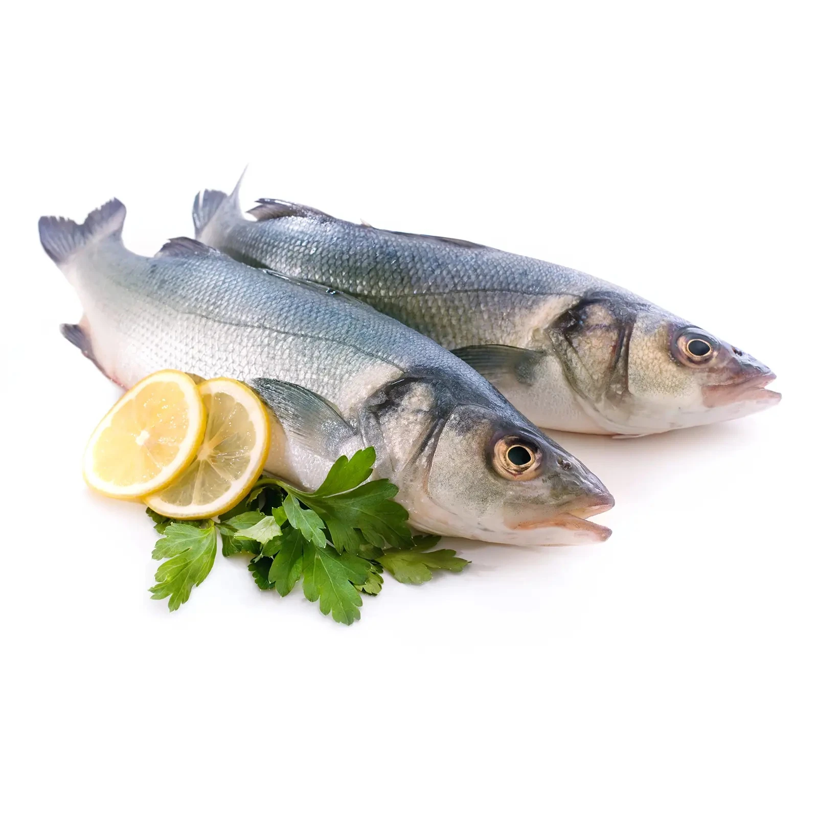 Риба Сібас 300-400 на льоду вага* Фото №:1