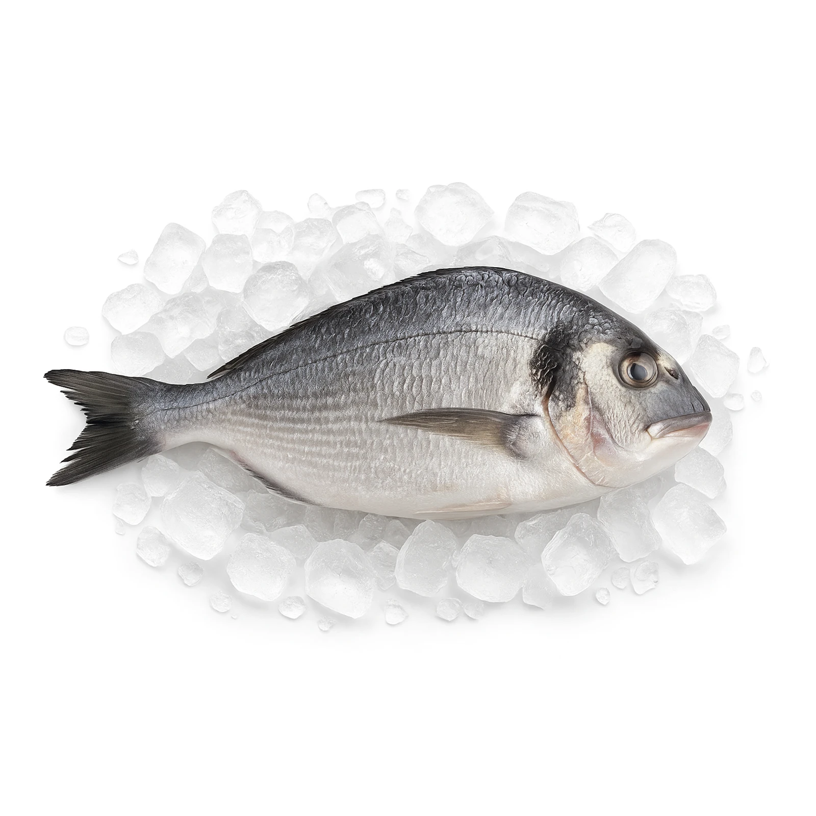 Риба Дорадо 300-400 на льоду вага* Фото №:1