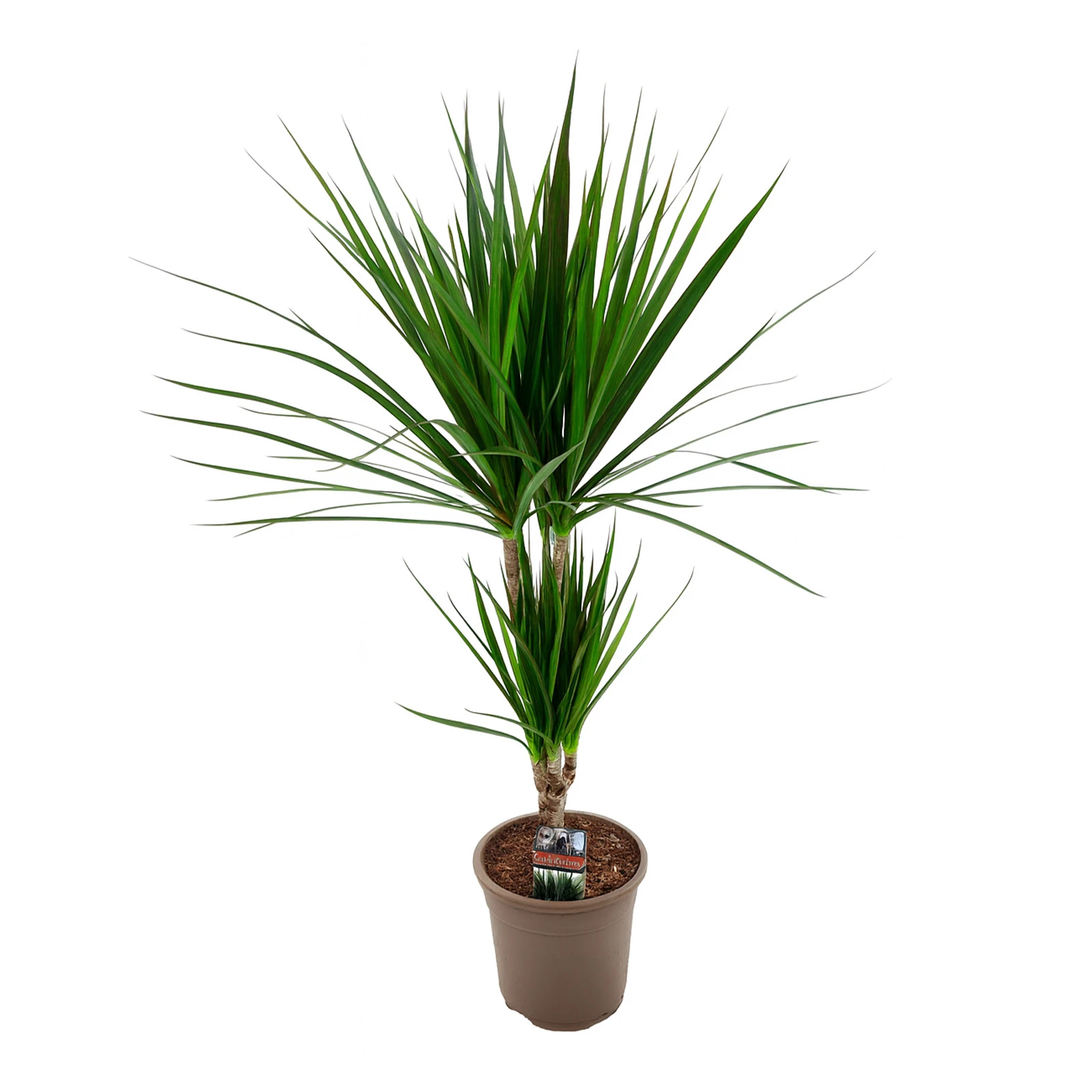 Драцена 2рр 70/17 Фото №:1