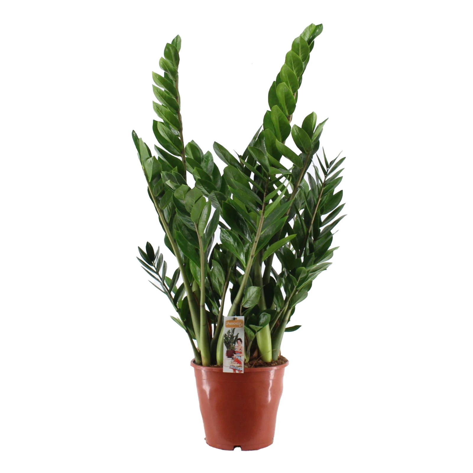 Замиокулькас 45/12 Фото №:1