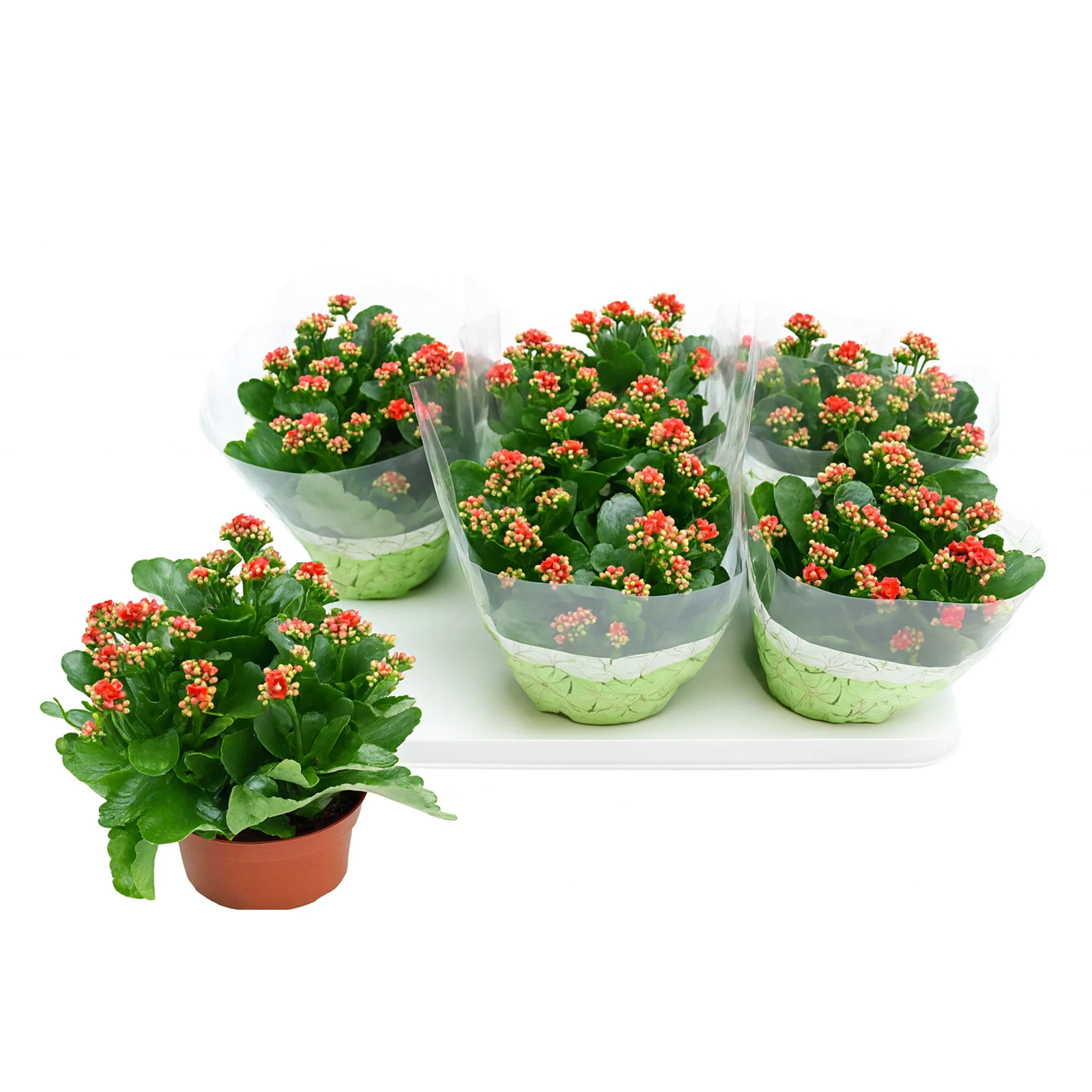 Каланхое 26/15 Фото №:1