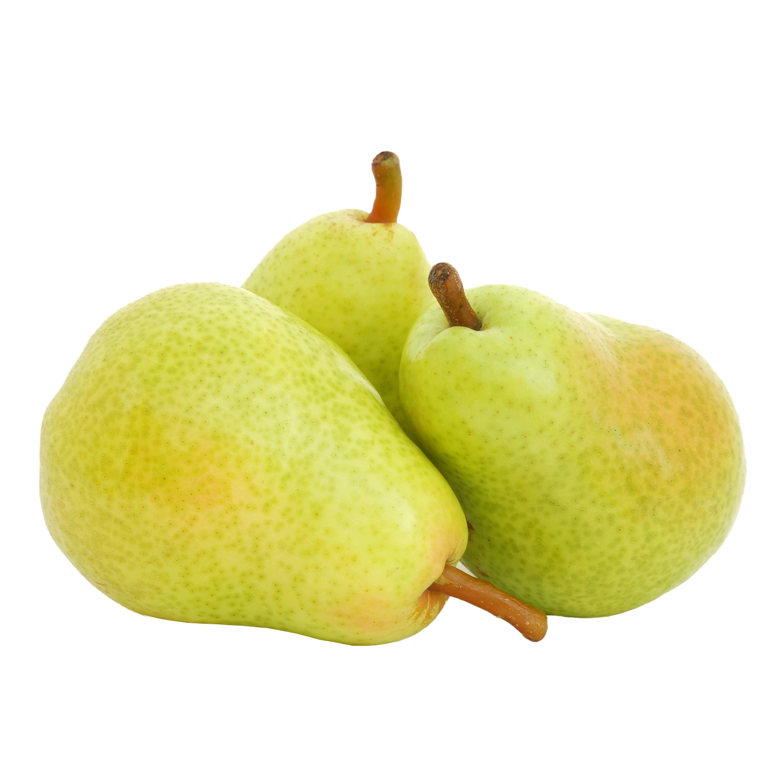 Груша Лукас Фото №:1