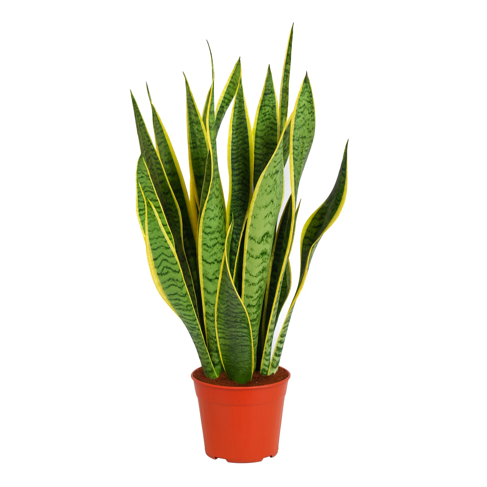 Сансив`єрія 70/17 Фото №:1