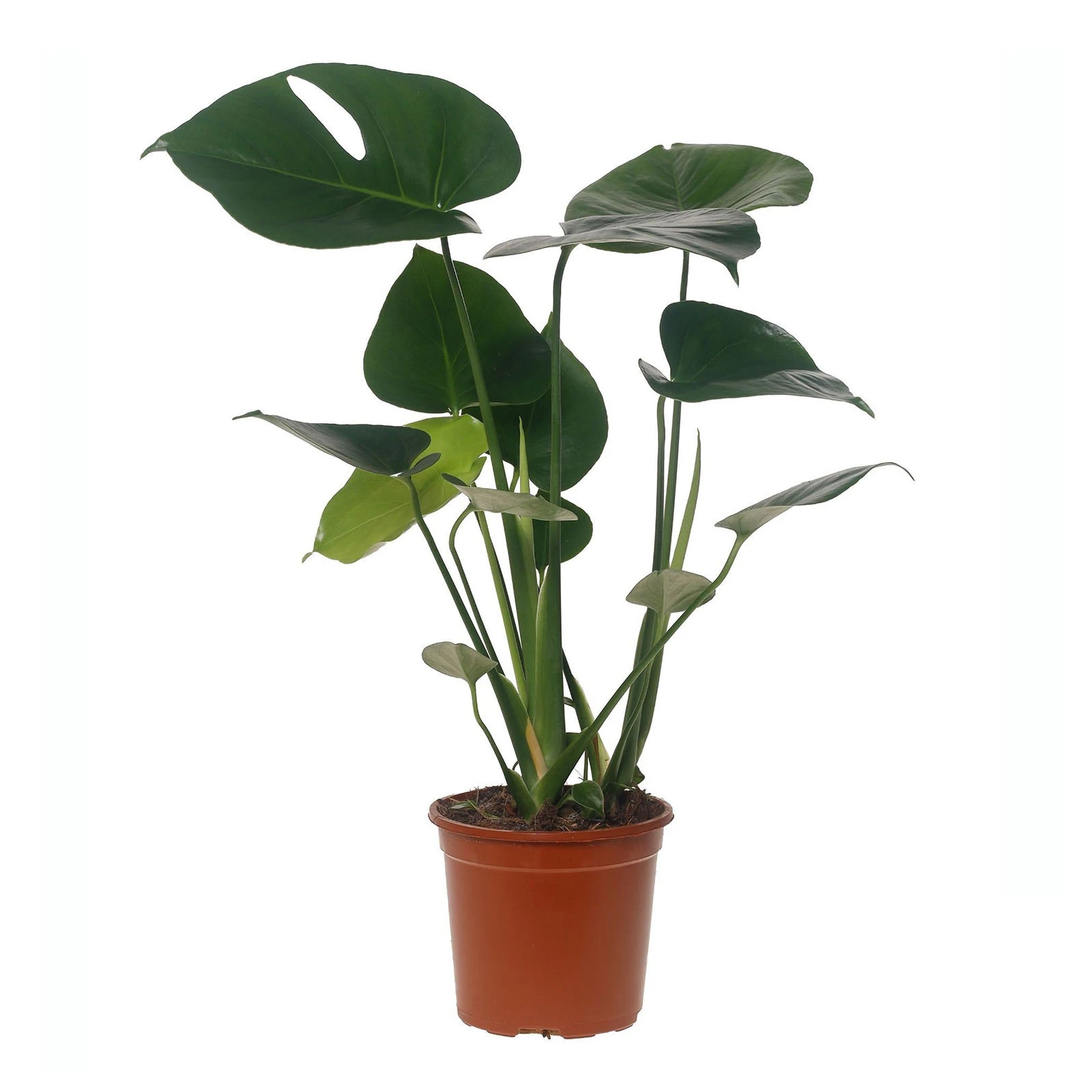 Монстера 85/21 Фото №:1