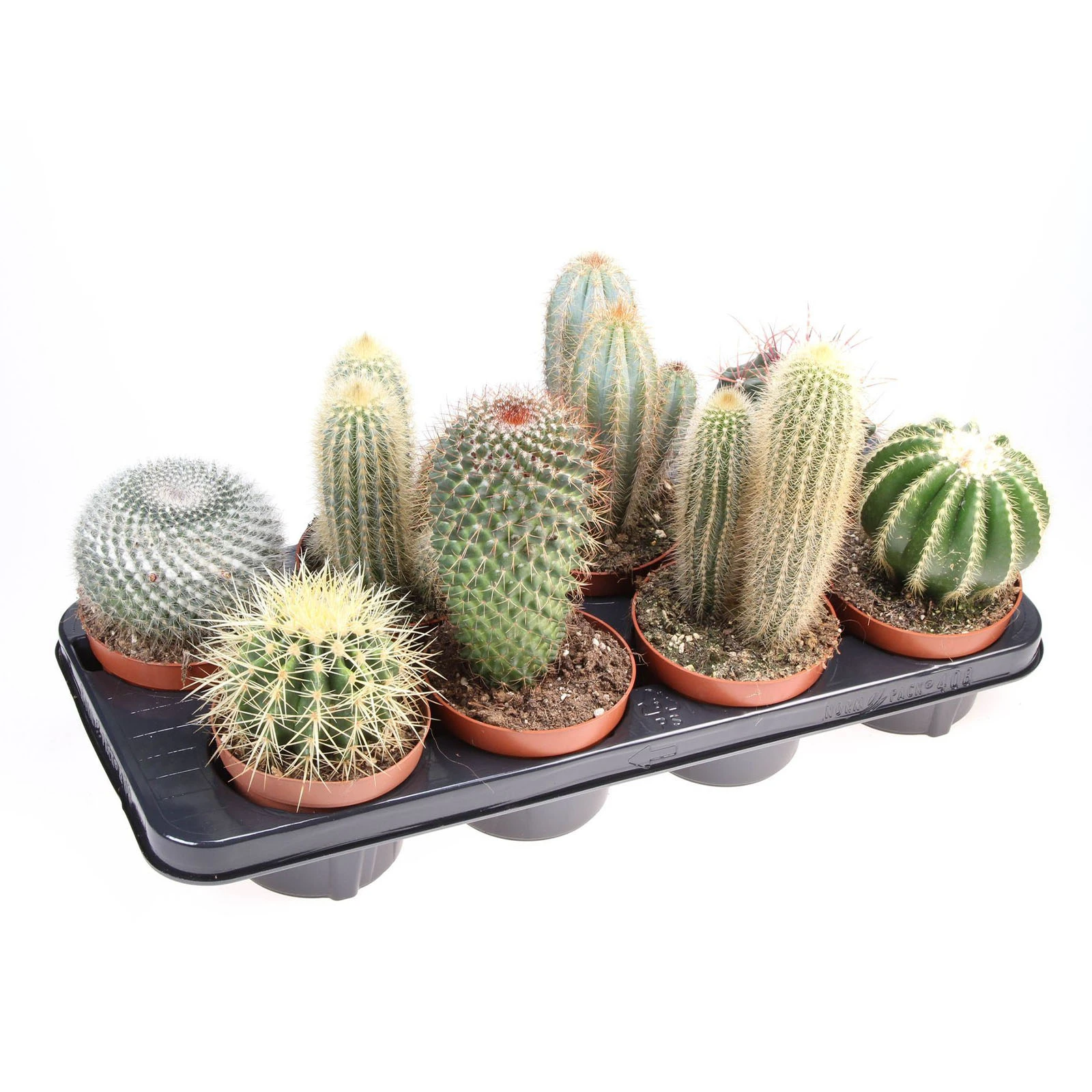 Кактус 20/15 Фото №:1