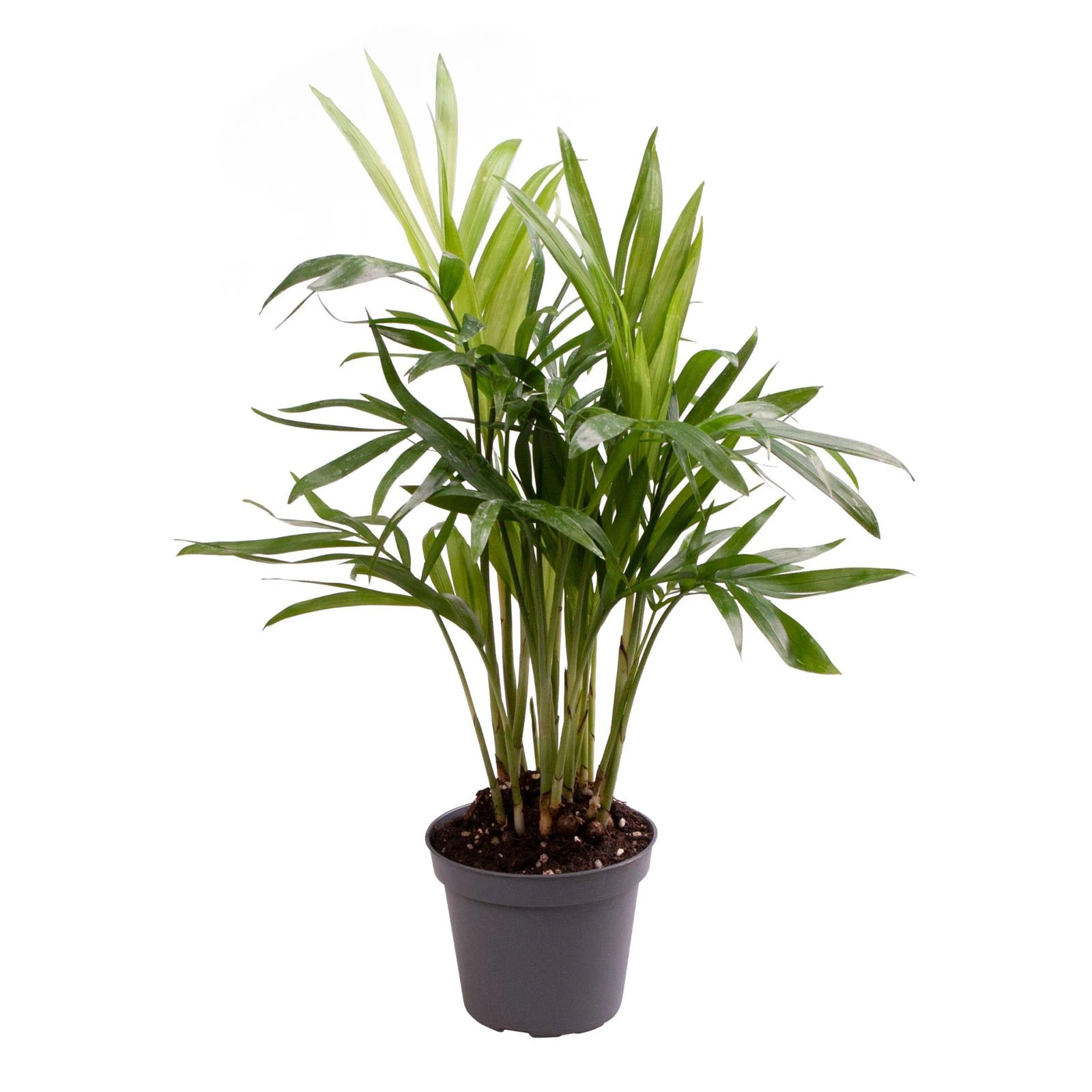 Хамедорея 55/17 Фото №:1