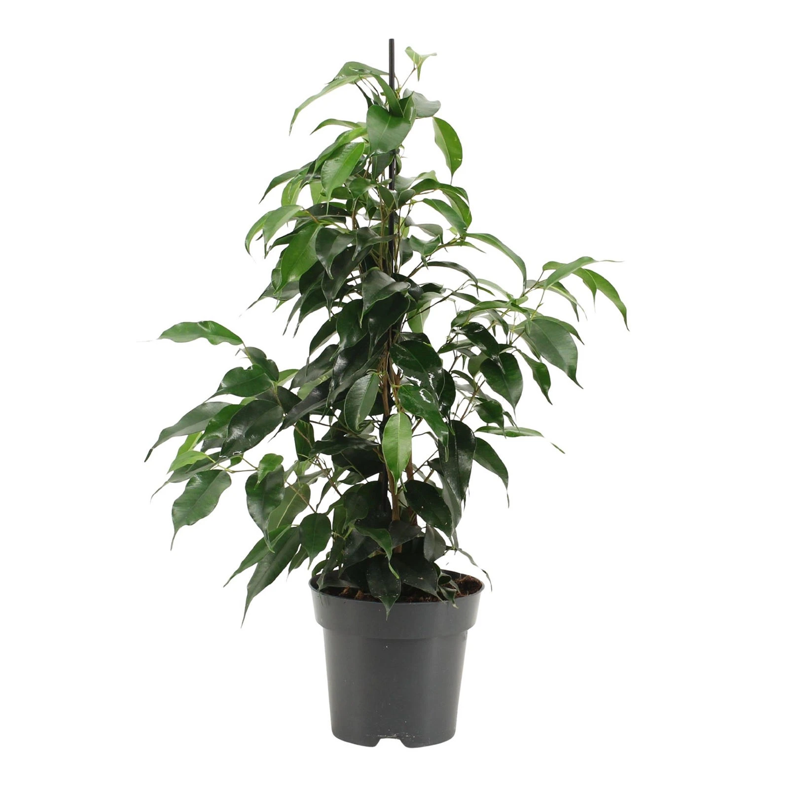 Фікус 70/19 Фото №:1