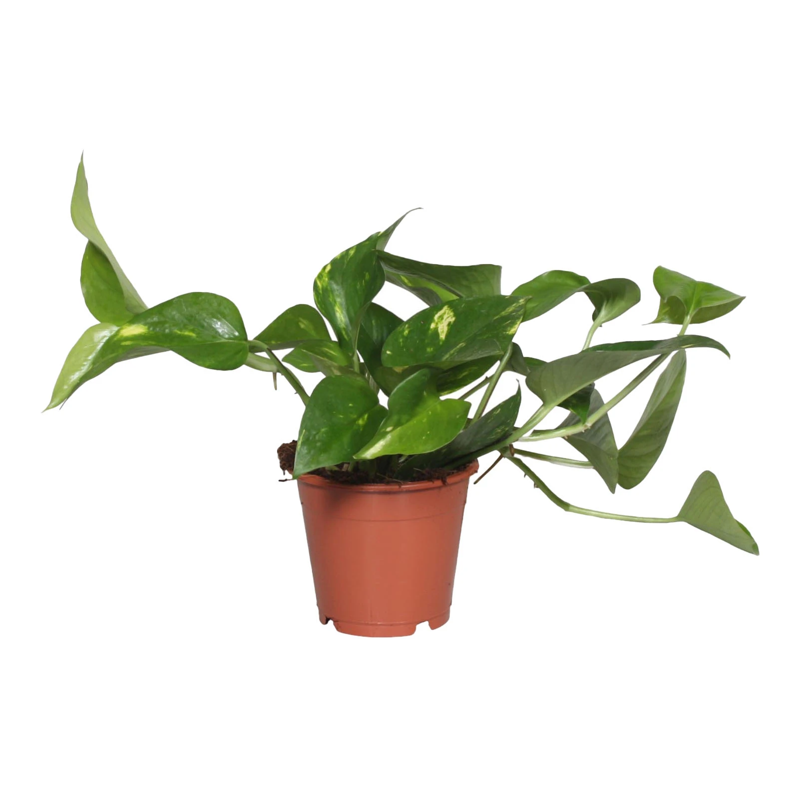 Епіпремнум 35/14 Фото №:1