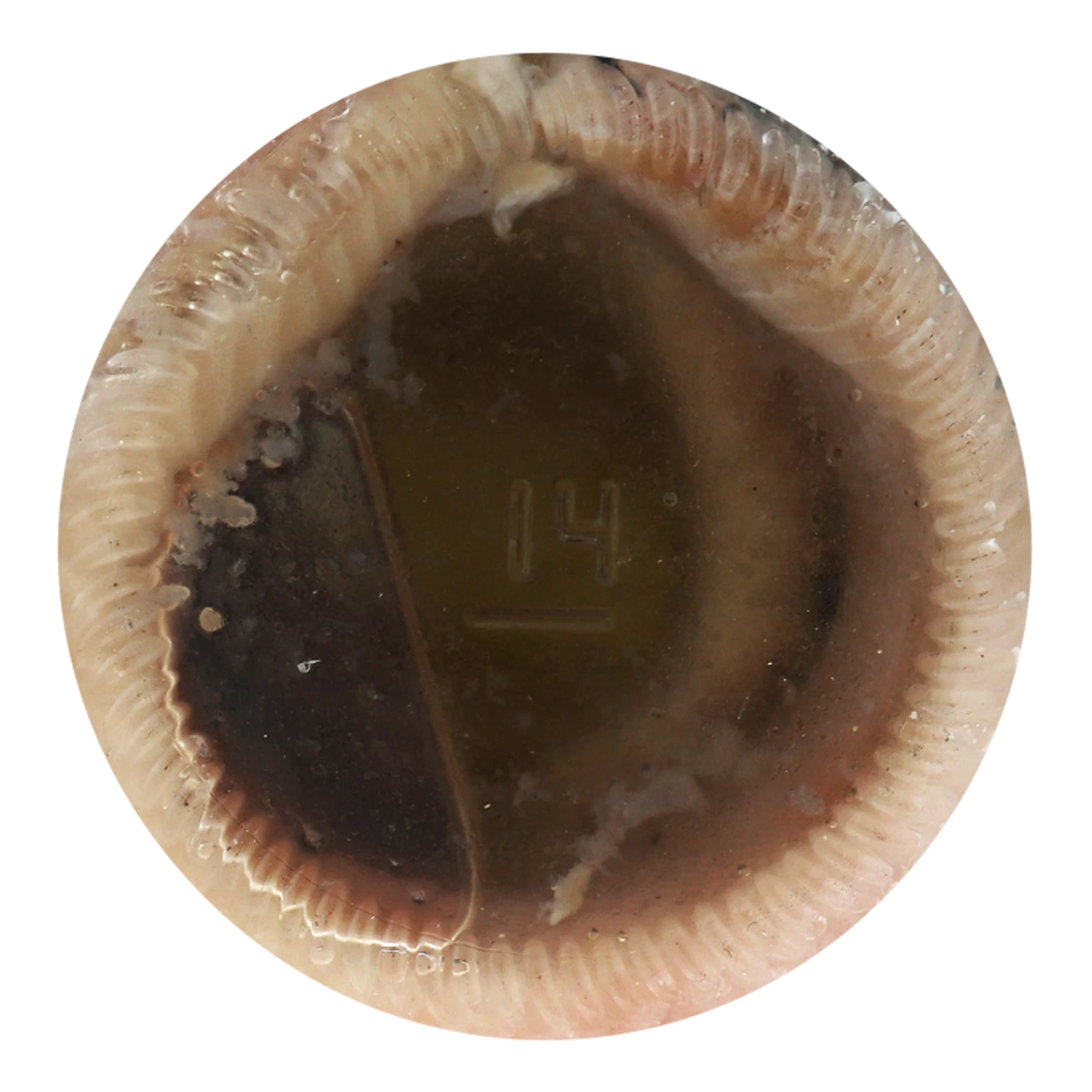 Оселедець Водний світ філе в олії слабосолений 450г Фото №:3