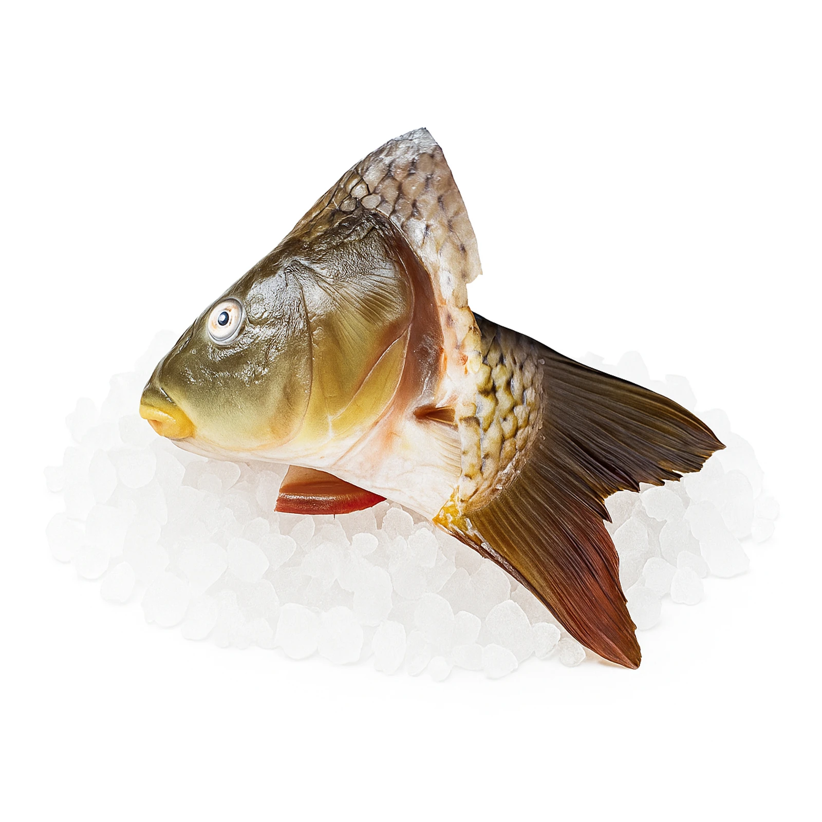 Риба Короп набір для ухи на льоду Фото №:1