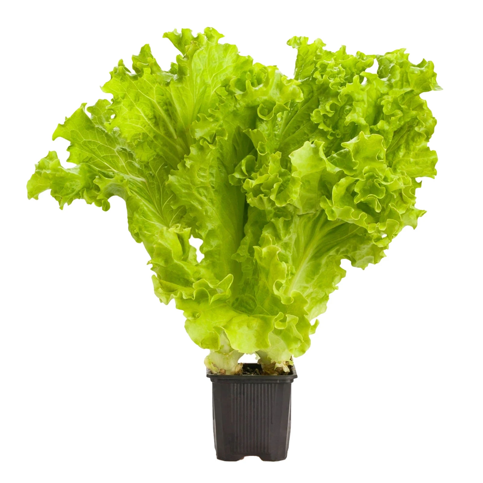 Салат Листовий в горщику Фото №:1