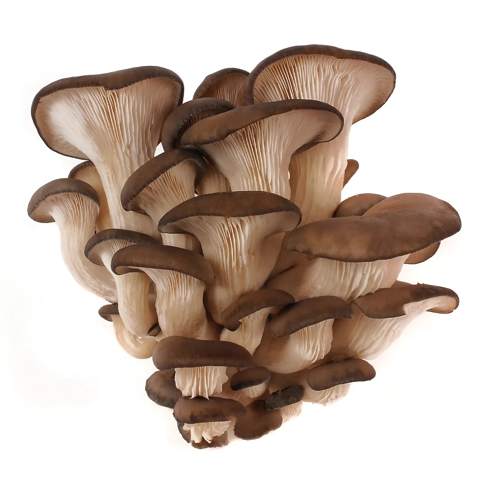 Гриби гливи Фото №:1