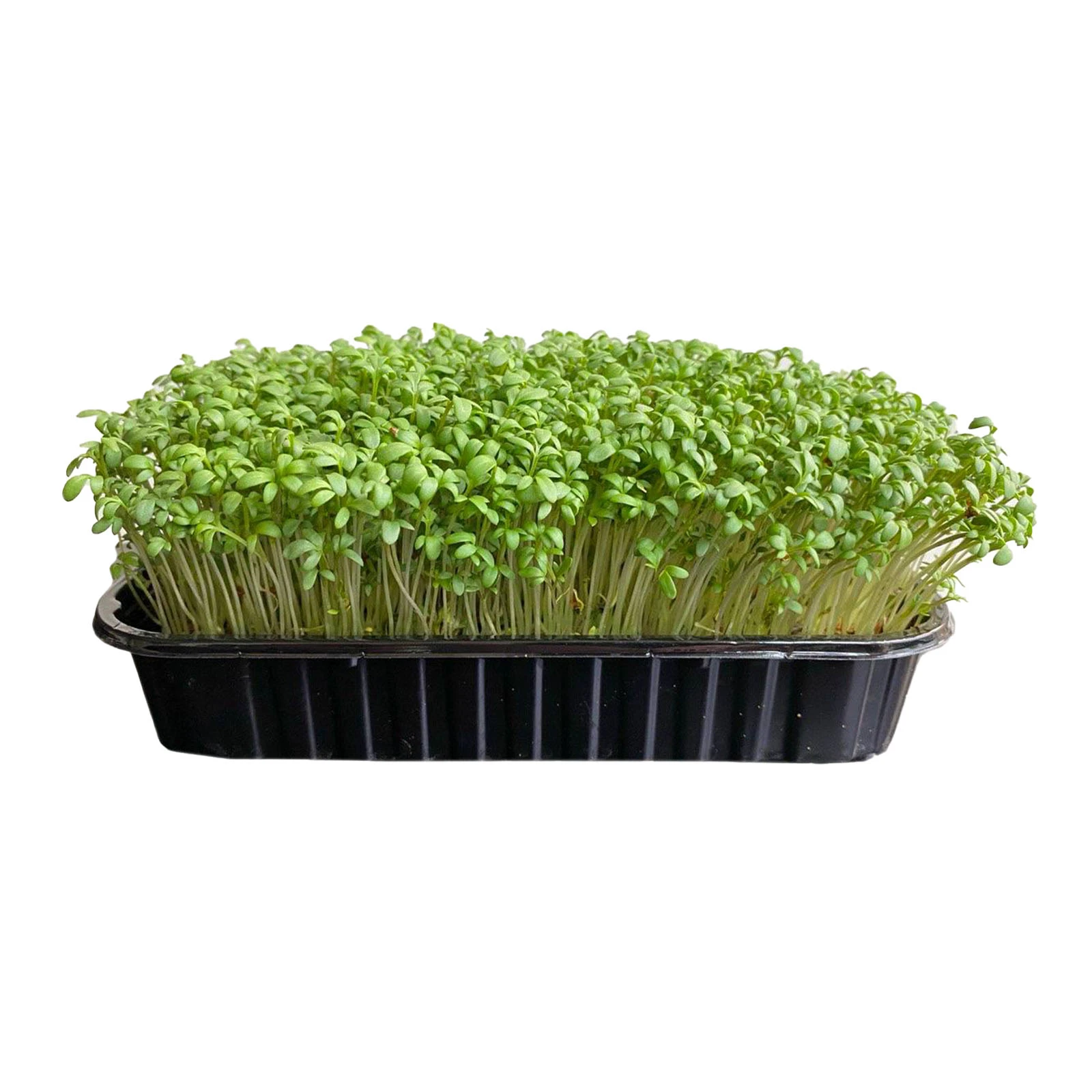 Мікрозелень Greenpeas 30г зростаюча руккола Фото №:1