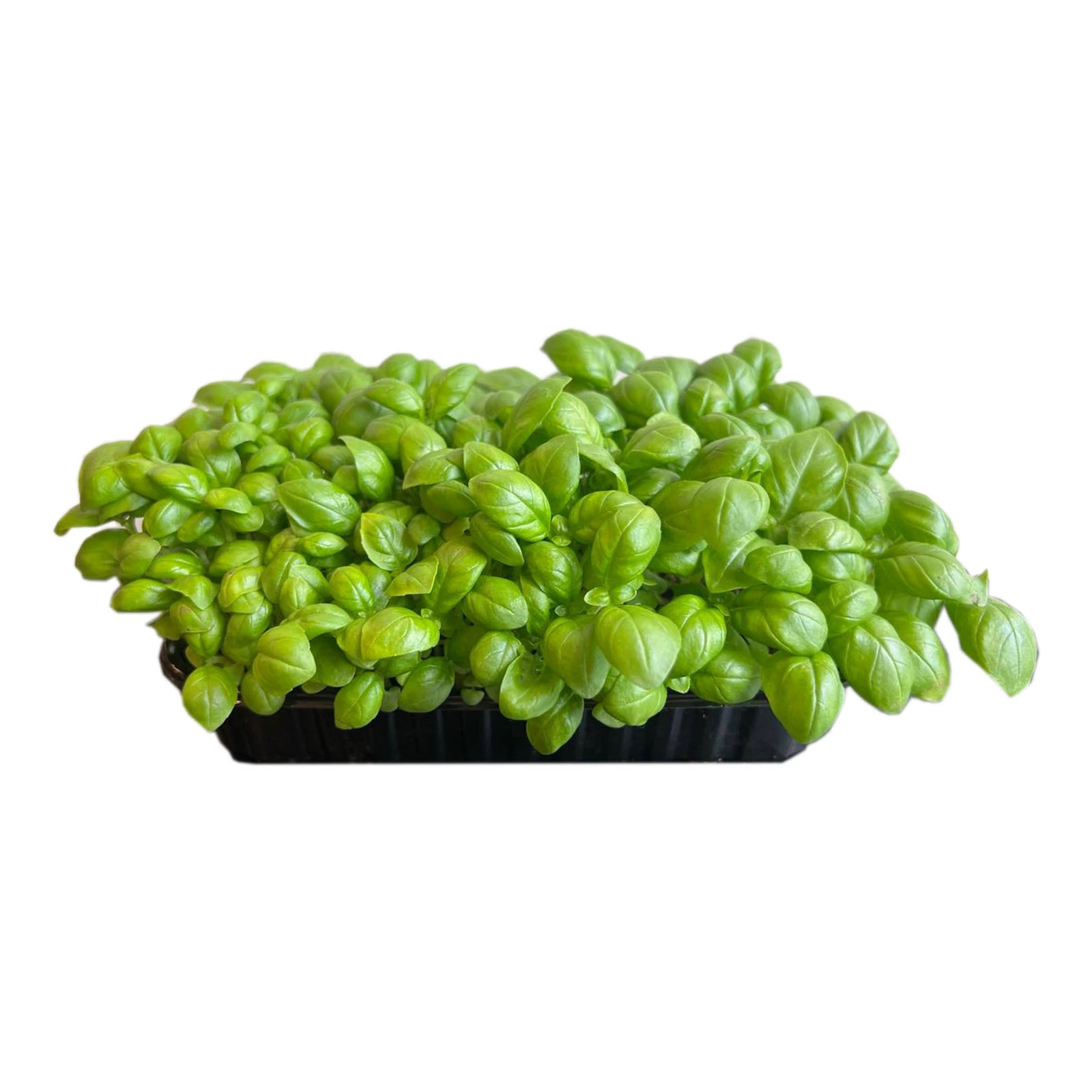 Мікрозелень Greenpeas 40г зростаюча броколі Фото №:1