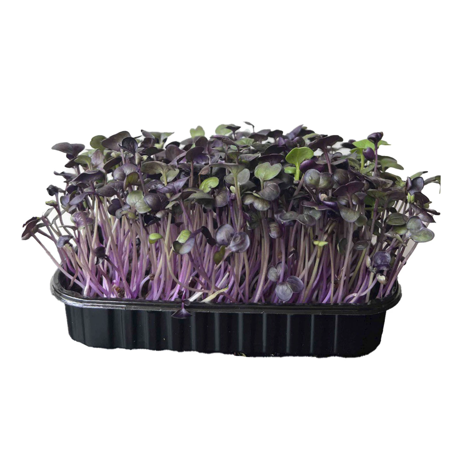 Мікрозелень Greenpeas 80г зростаюча редис санго Фото №:1