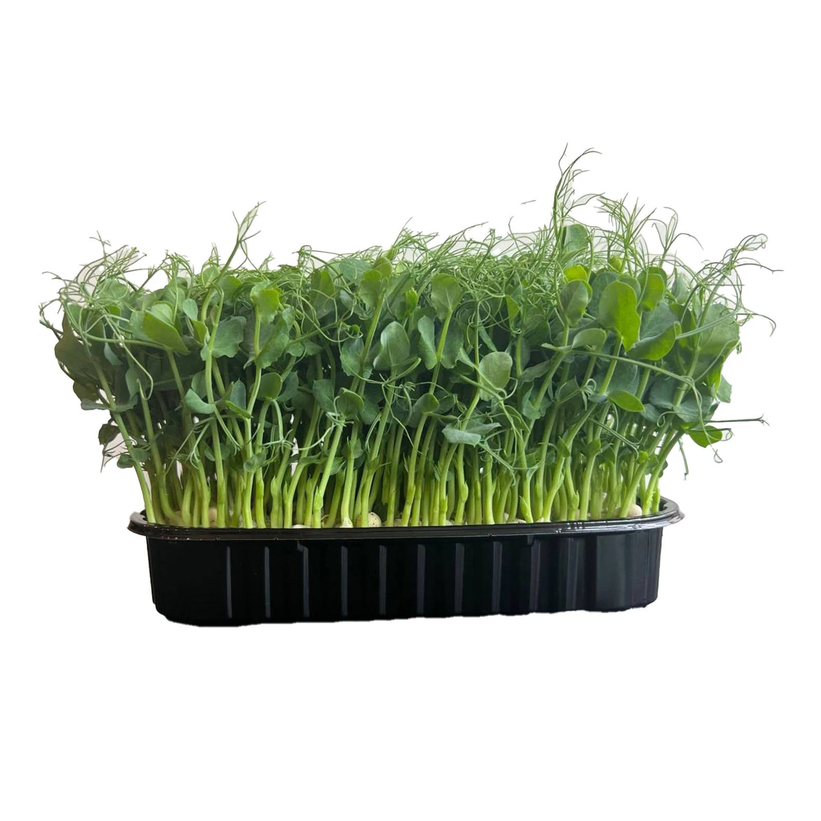 Мікрозелень Greenpeas 90г зростаюча горох Фото навігації №:1