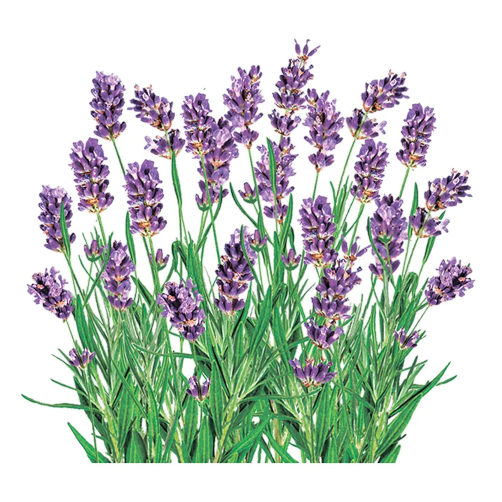 Серветки паперові Silken Лаванда 33*33см 3шар Фото №:1