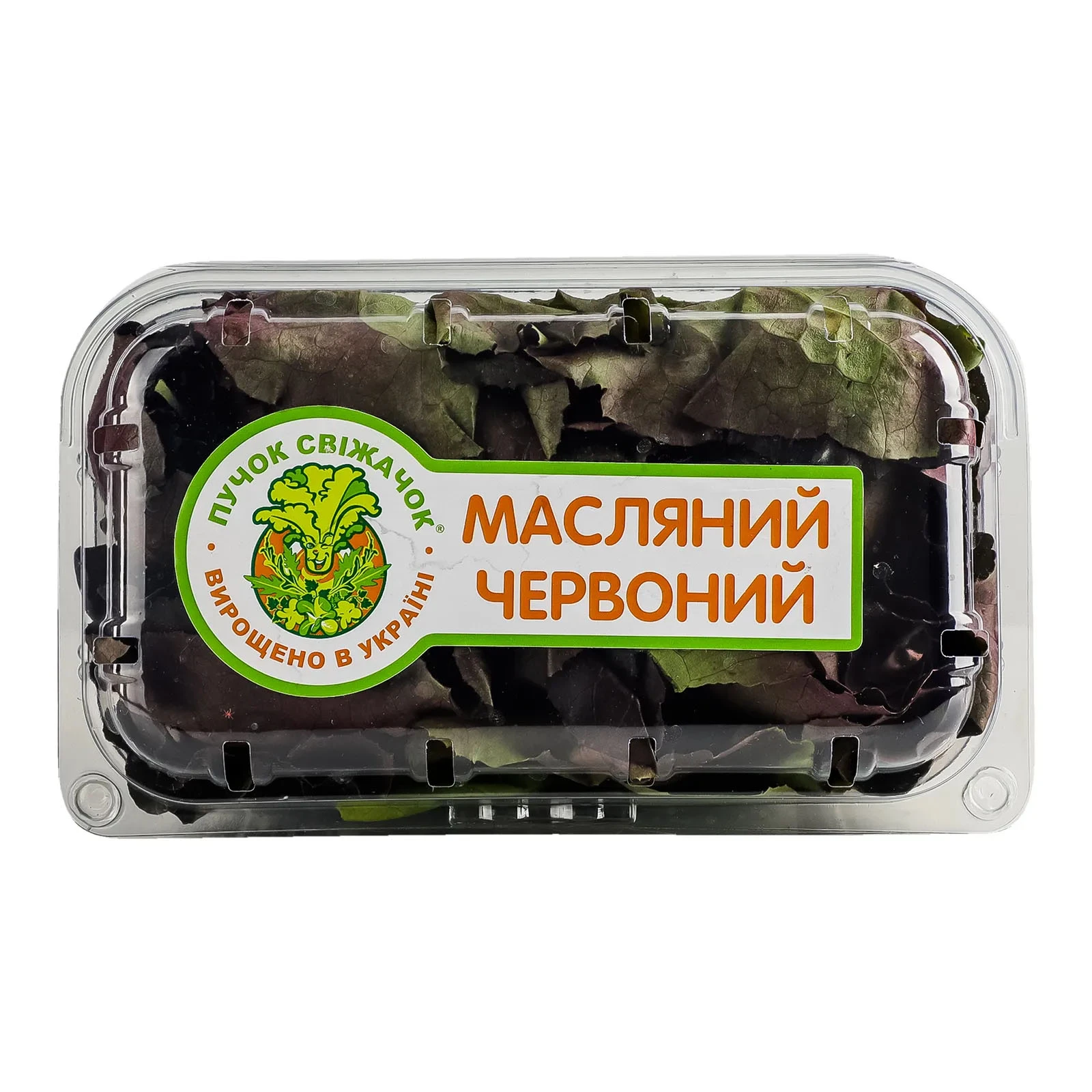 Салат Пучок-Свіжачок масляний червоний Фото №:1