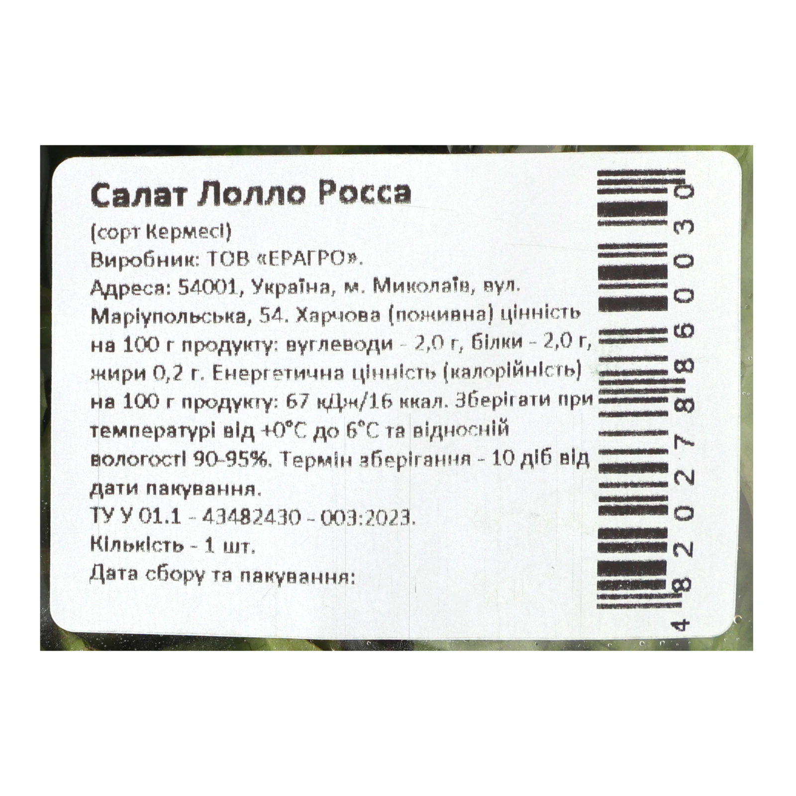 Салат Eragro Лолло Росса свіжий Фото №:3