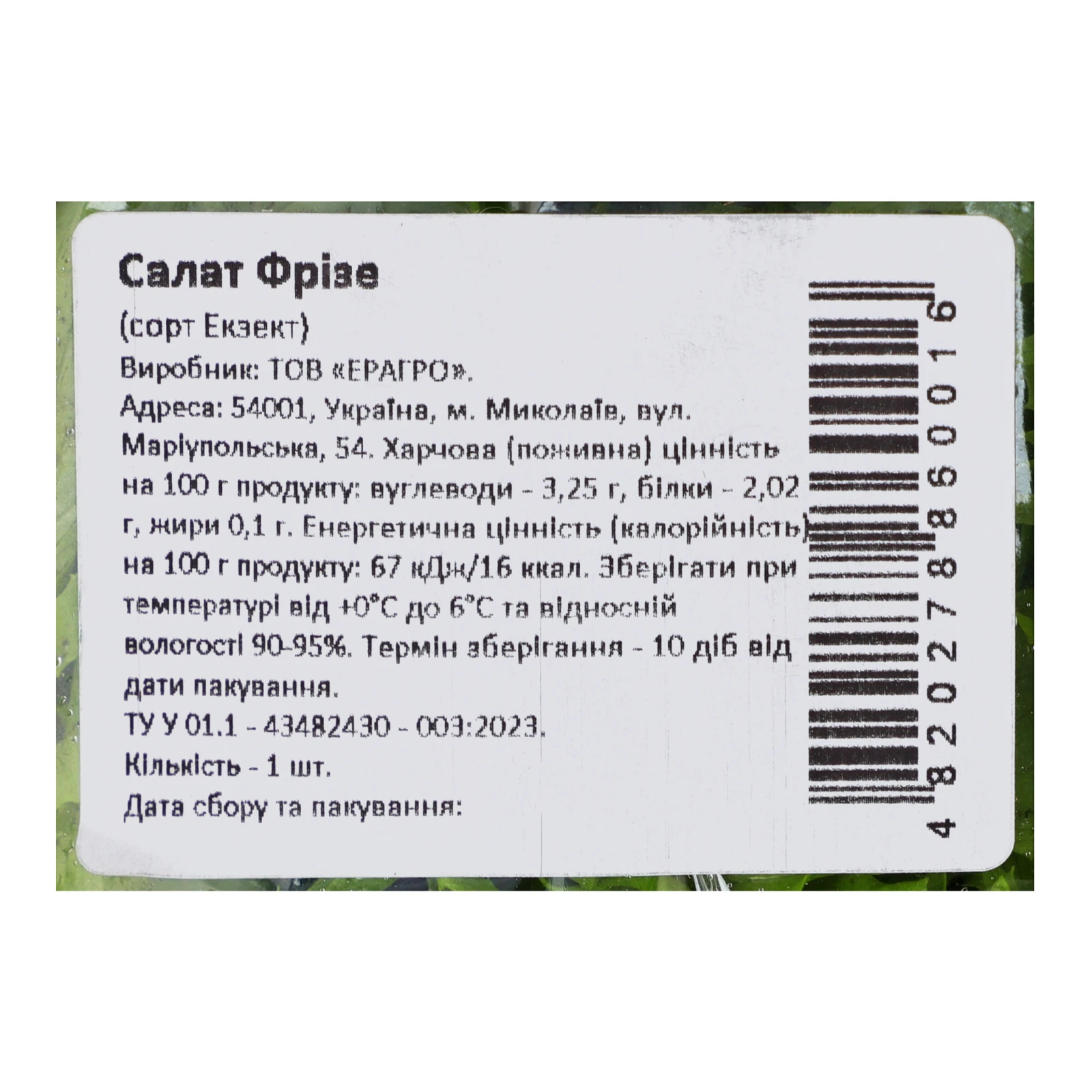 Салат Eragro Фрізе свіжий Фото №:3