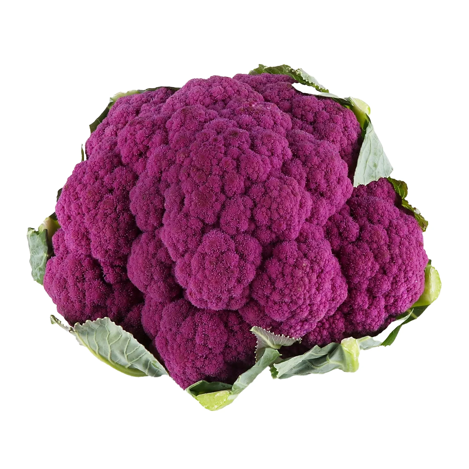 Капуста цвітна фіолетова Лавандер Фото №:1