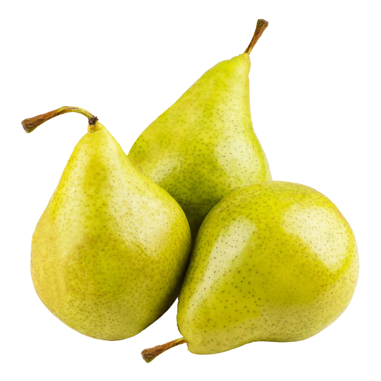 Груша Листопадна Фото №:1