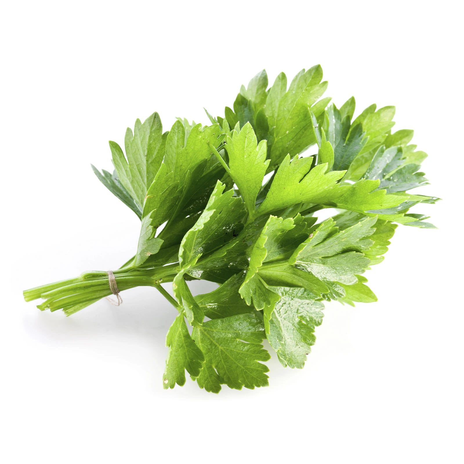 Кінза свіжа 30г Фото №:1