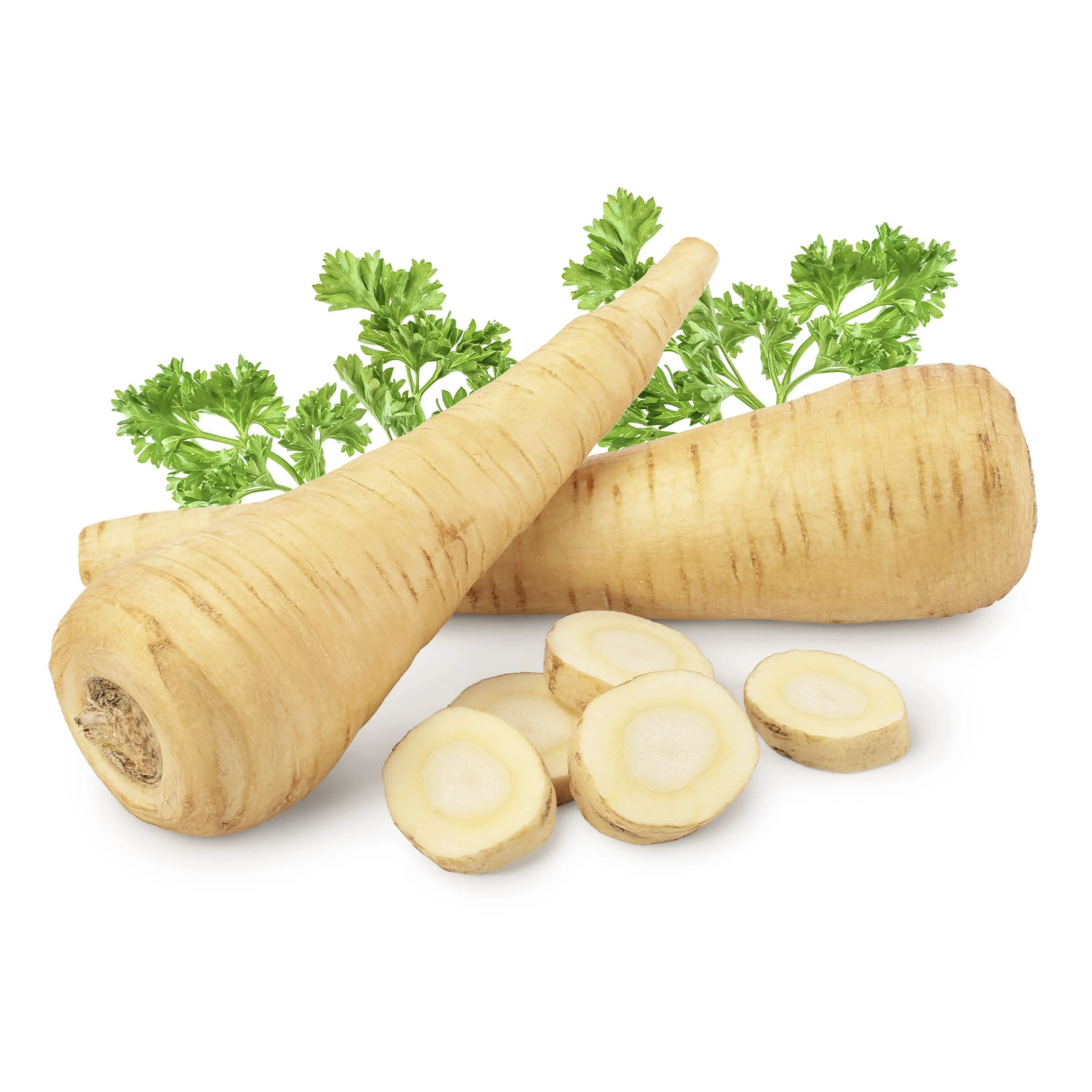 Корінь петрушки Фото №:1