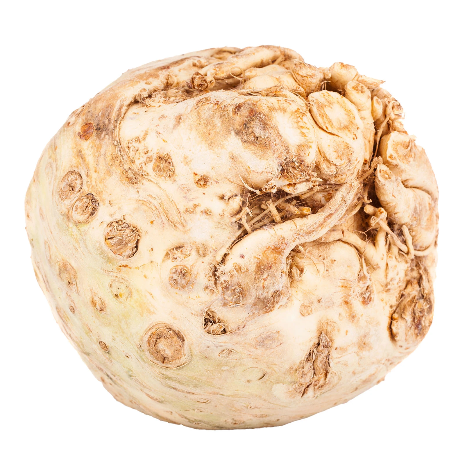 Селера корінь Фото №:1