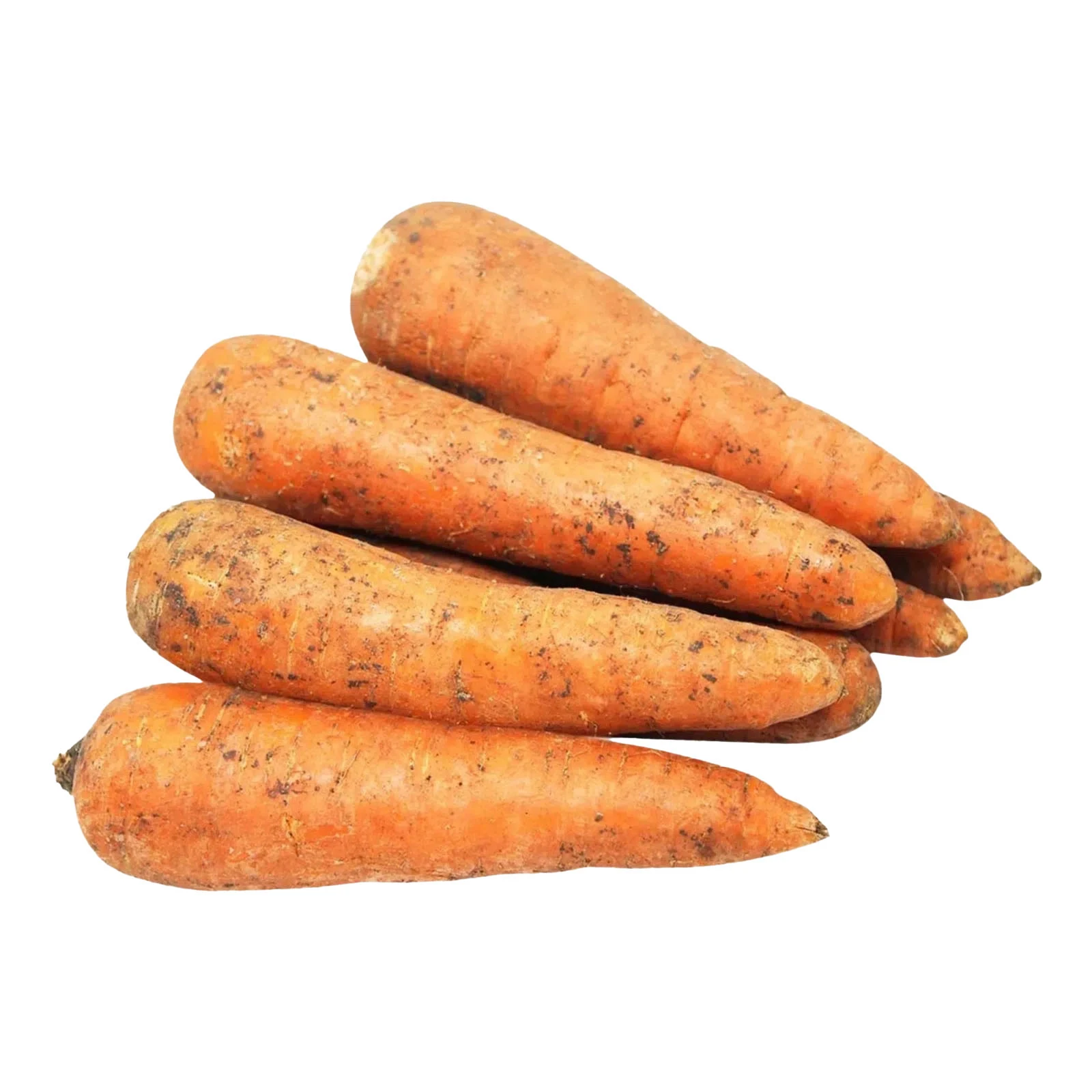 Морква Фото №:1